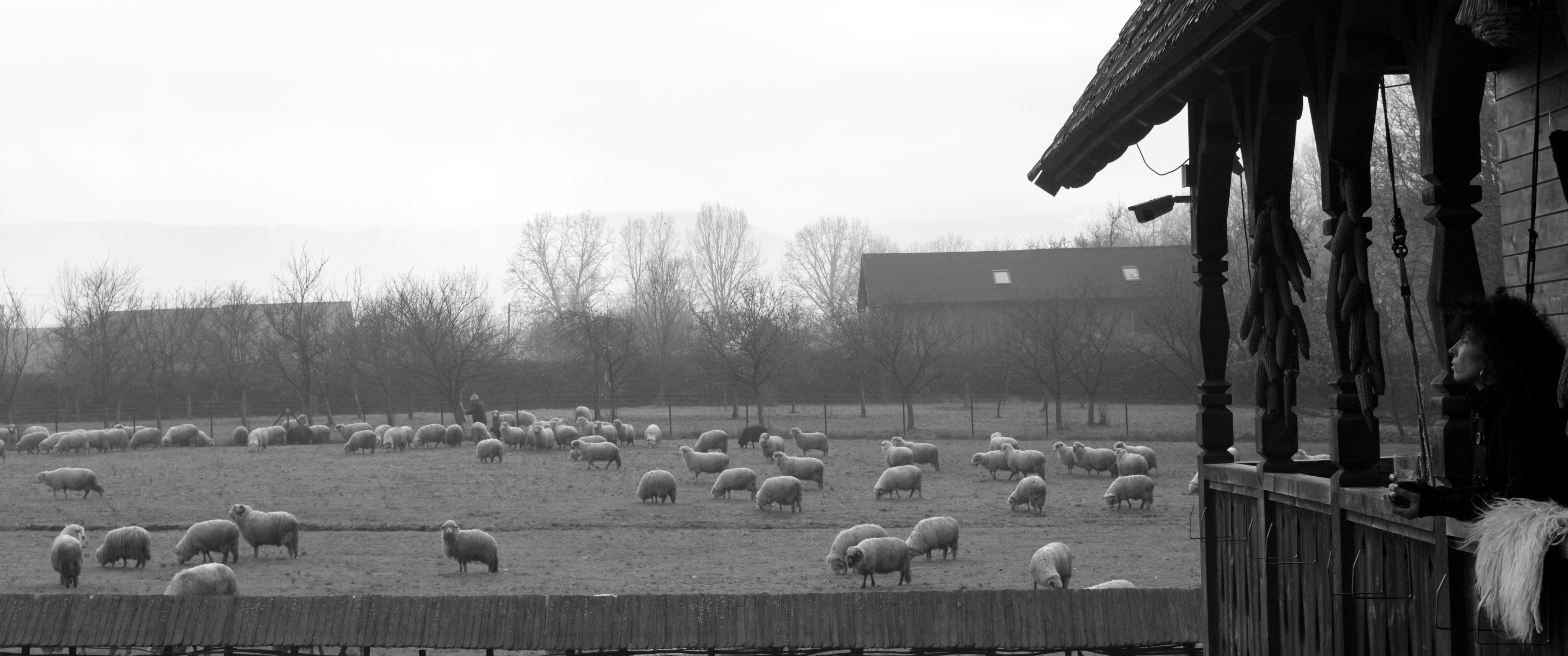 Close-up black and white photograph of a photograph held out by Gheorghe's right hand. It shows an orchestra and a singer at the time of communism. The left hand is holding other photographs. 